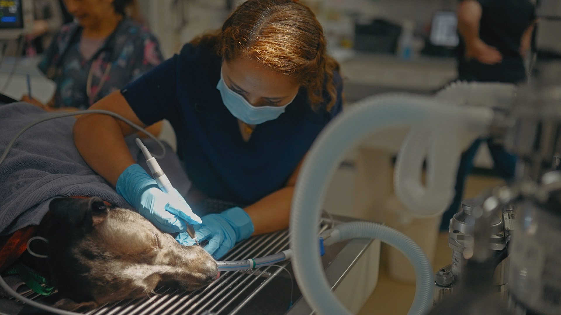 Doctor Recommended a Dental Cleaning for Your Pet? Here’s Why