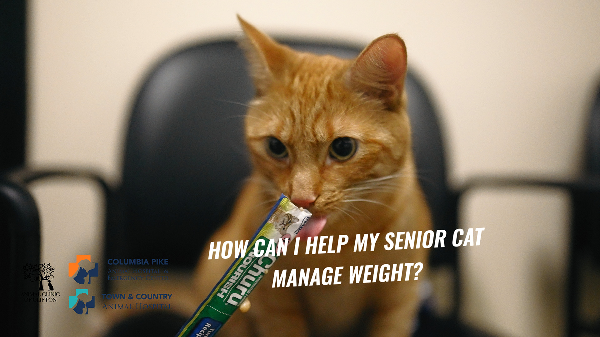 Senior Cat Care, Part 1: What Every Pet Parent Should Know