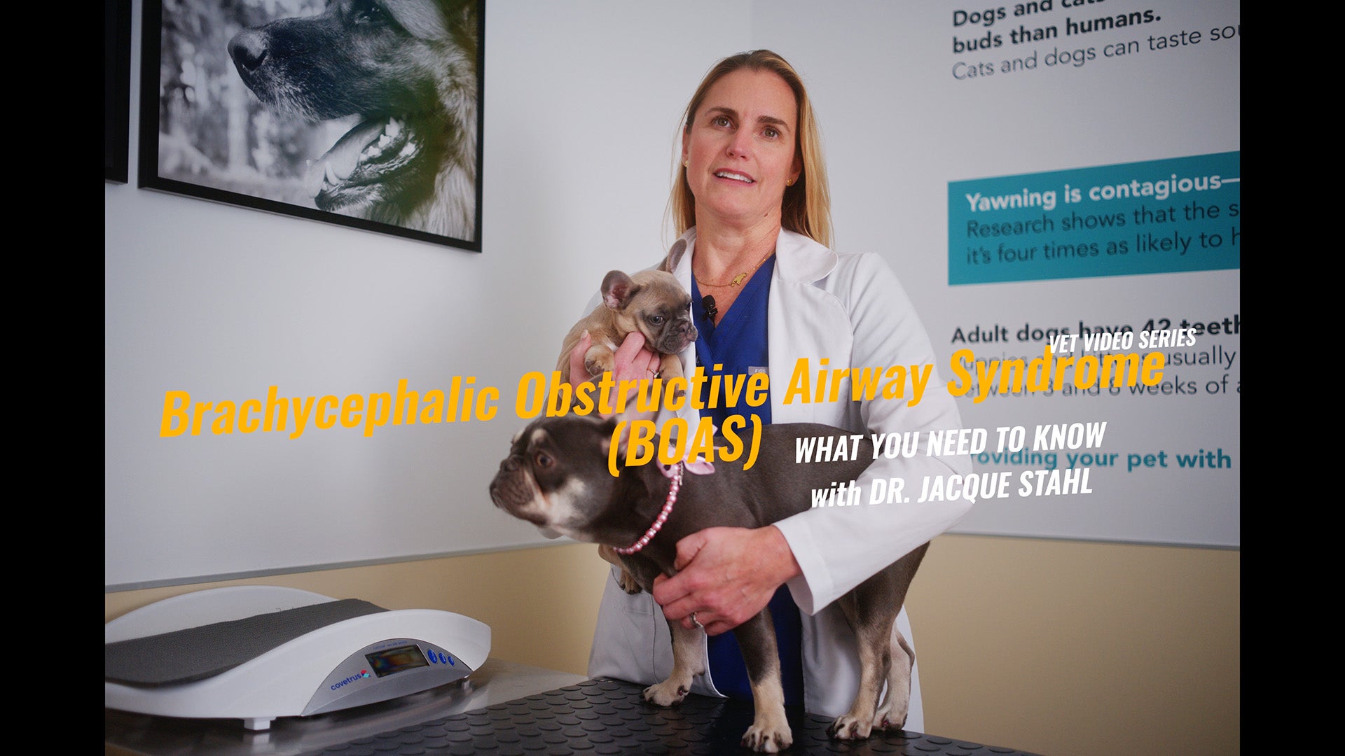 Brachycephalic Obstructive Airway Syndrome Surgery (BOAS): Helping Short-Nosed Dogs Breathe