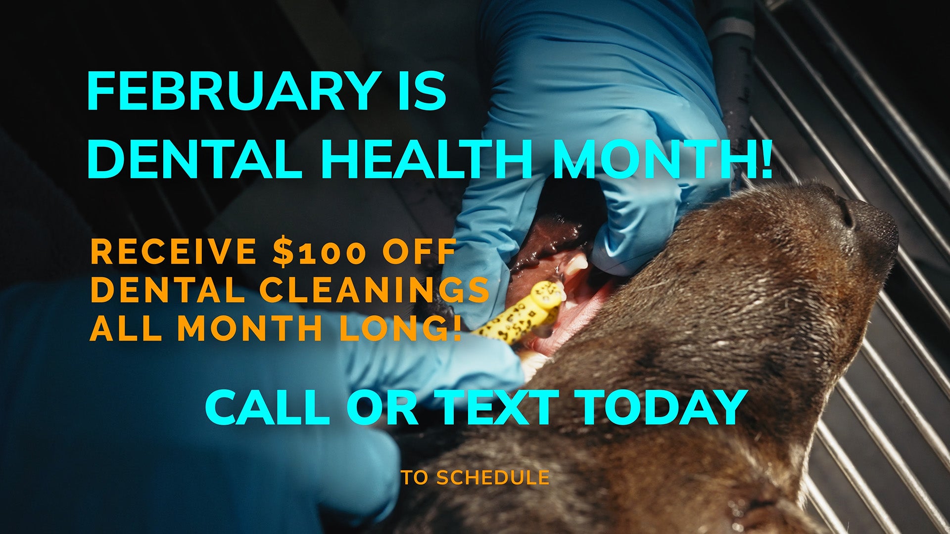 February Is Pet Dental Health Month