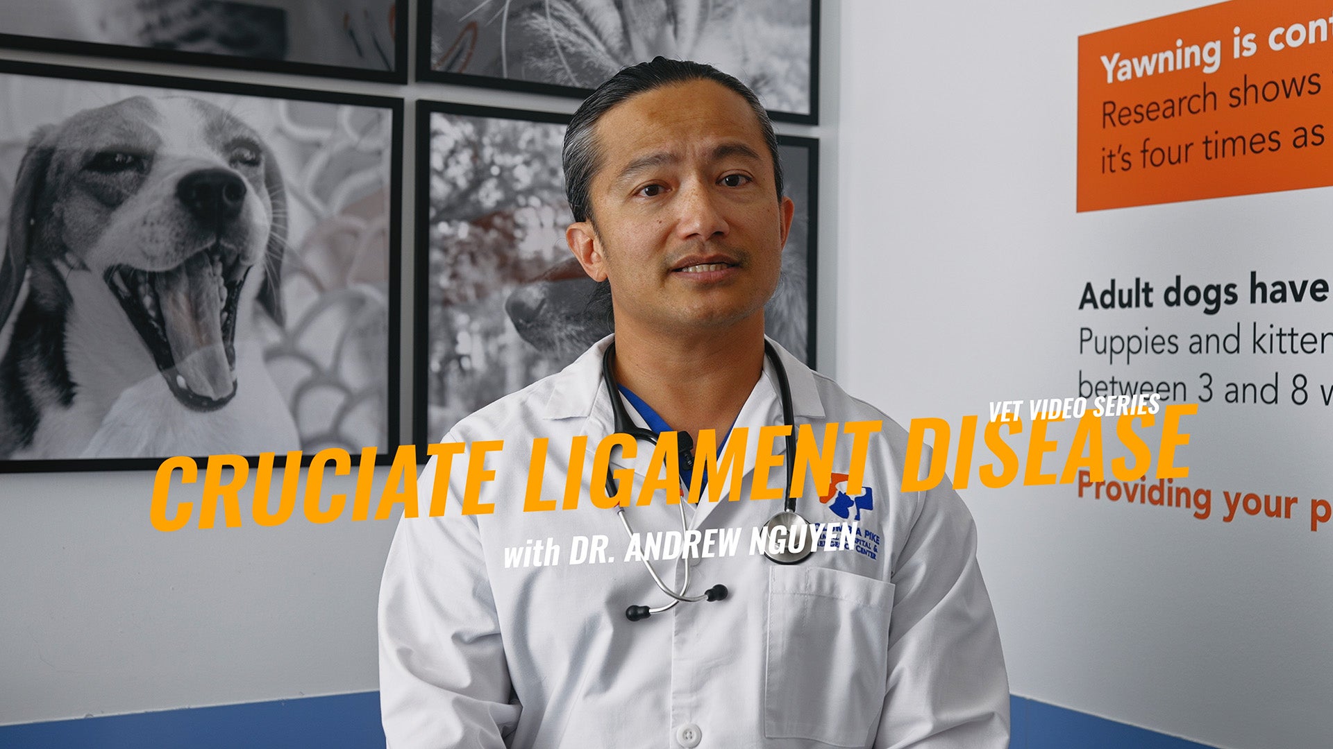 TPLO Surgery for Dogs: Understanding Cruciate Ligament Injuries and Treatment Options