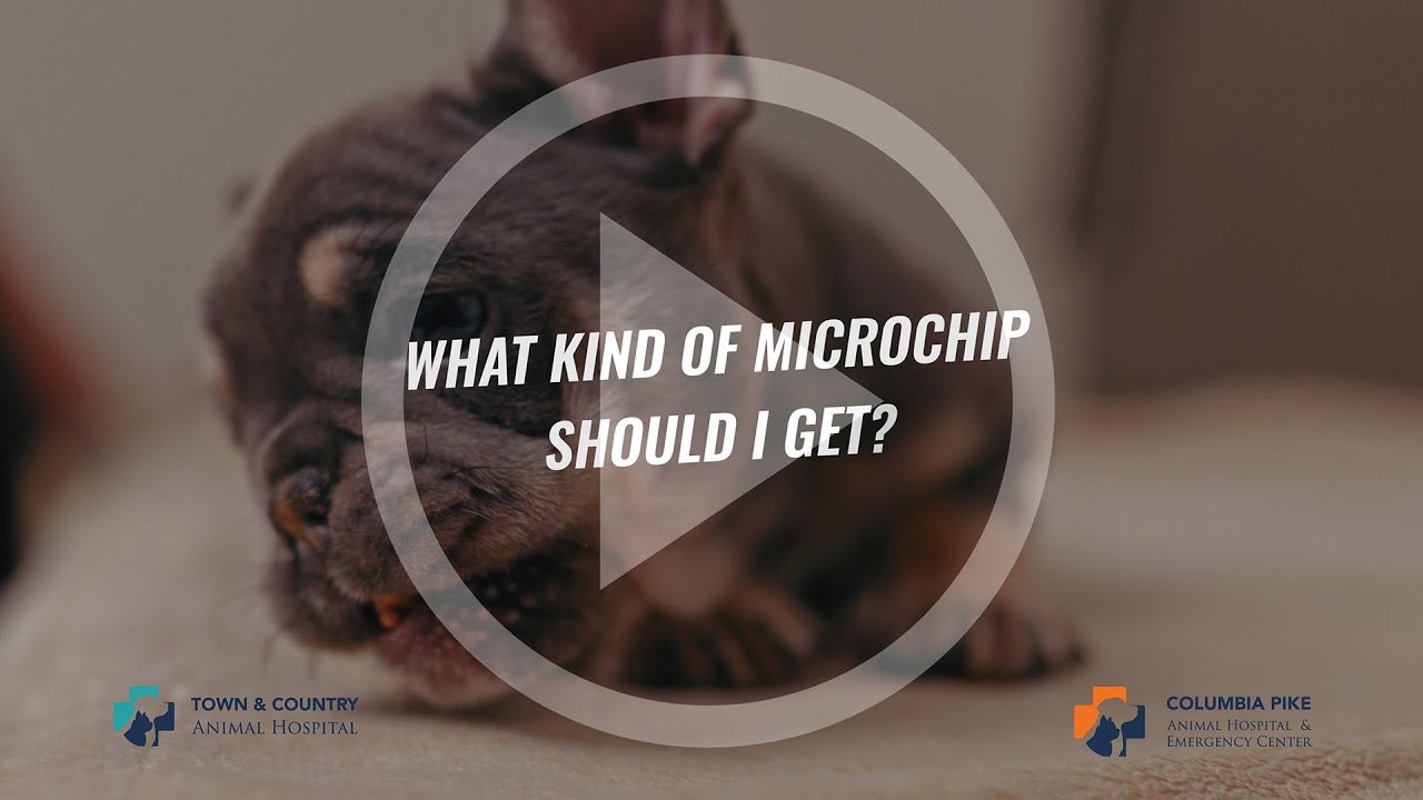Spring Is Coming. Is Your Dog Microchipped?