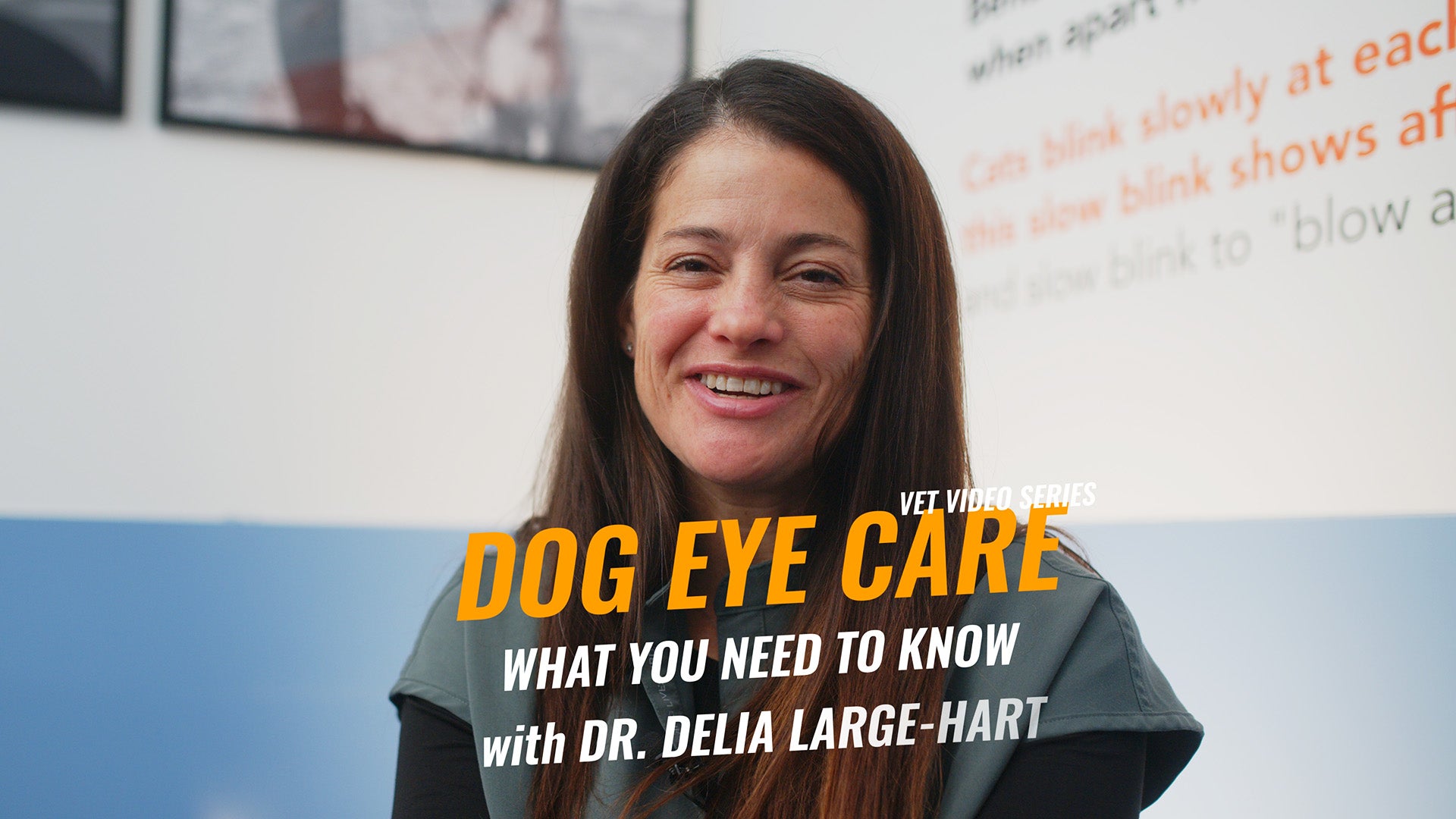 Dog Eye Care: What Every Pet Owner Should Know