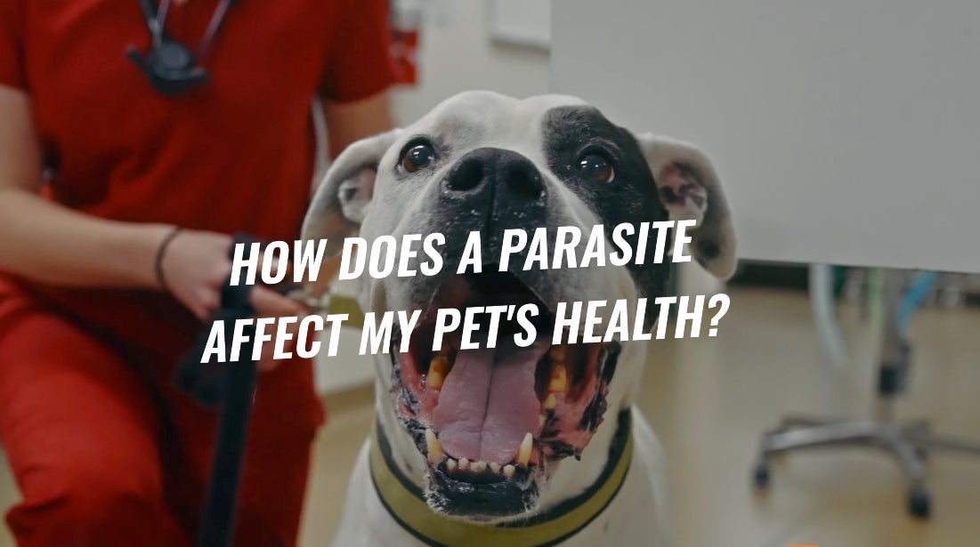 Dog and Cat Parasites in Spring: Symptoms, Prevention, and Treatment