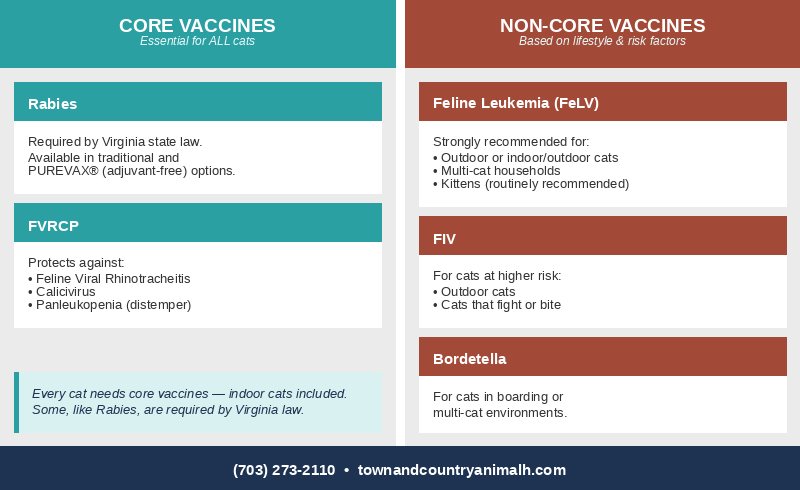 Cat vaccine guide: core vs non-core vaccines - Town and Country Animal Hospital