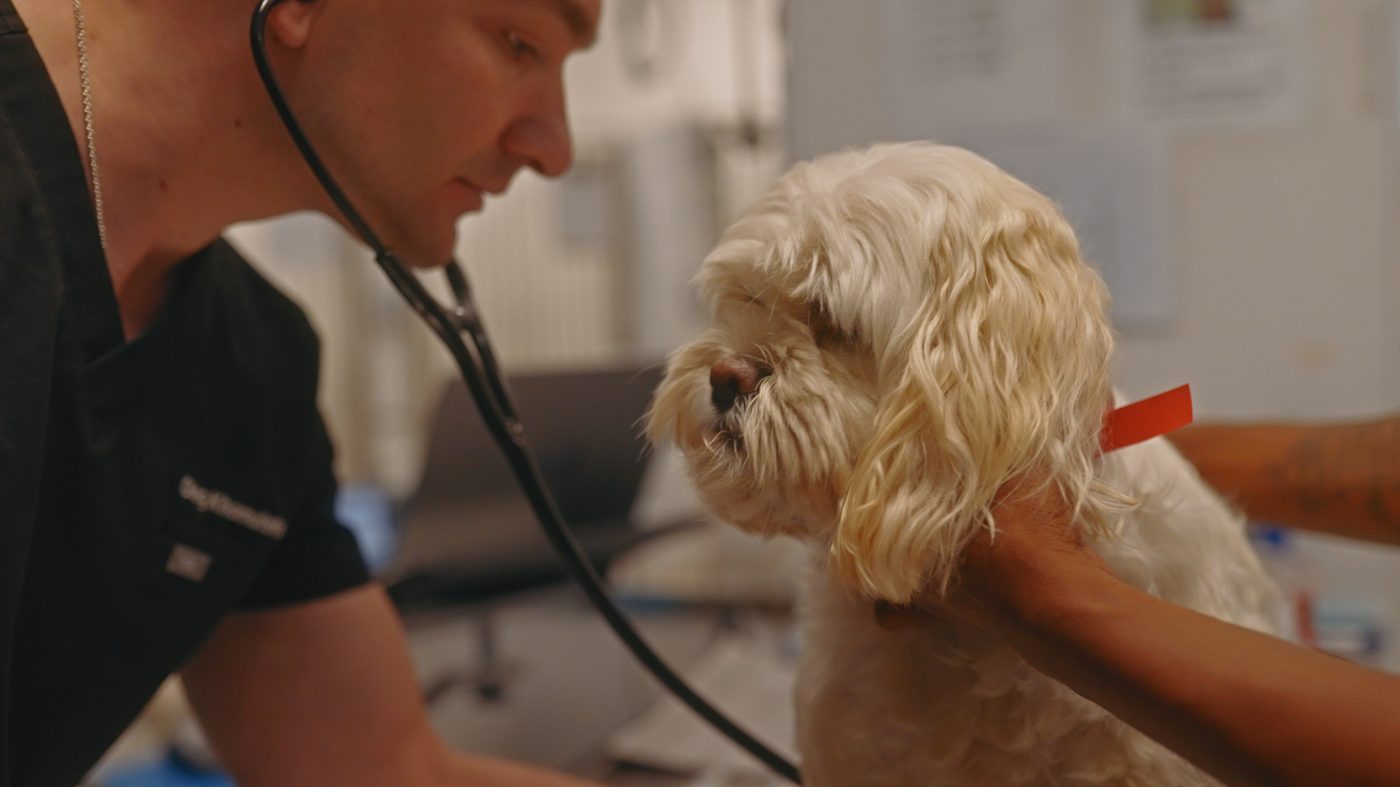 Veterinarian examining a patient at Town and Country Animal Hospital