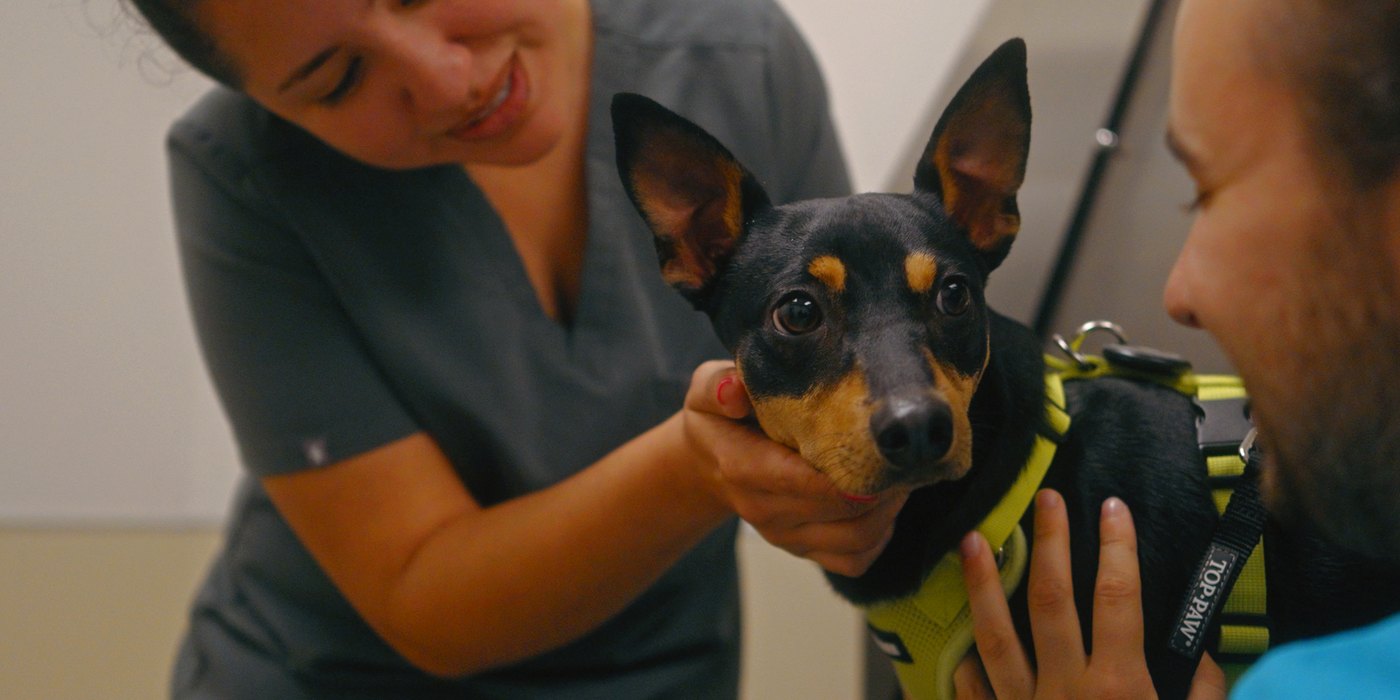 Two Town and Country team members holding a relaxed dachshund during a Fear Free Appointment