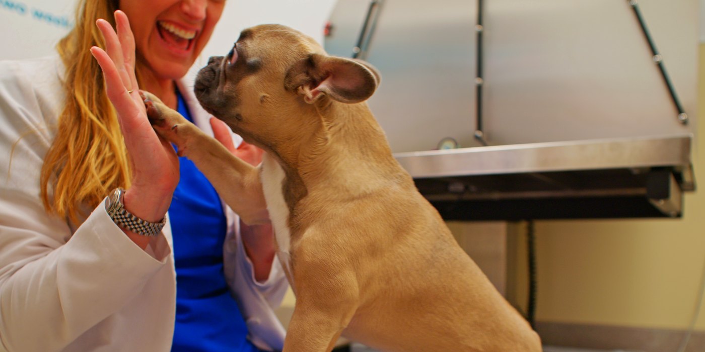 A French bulldog high-fiving a Town and Country veterinarian during a Fear Free Appointment