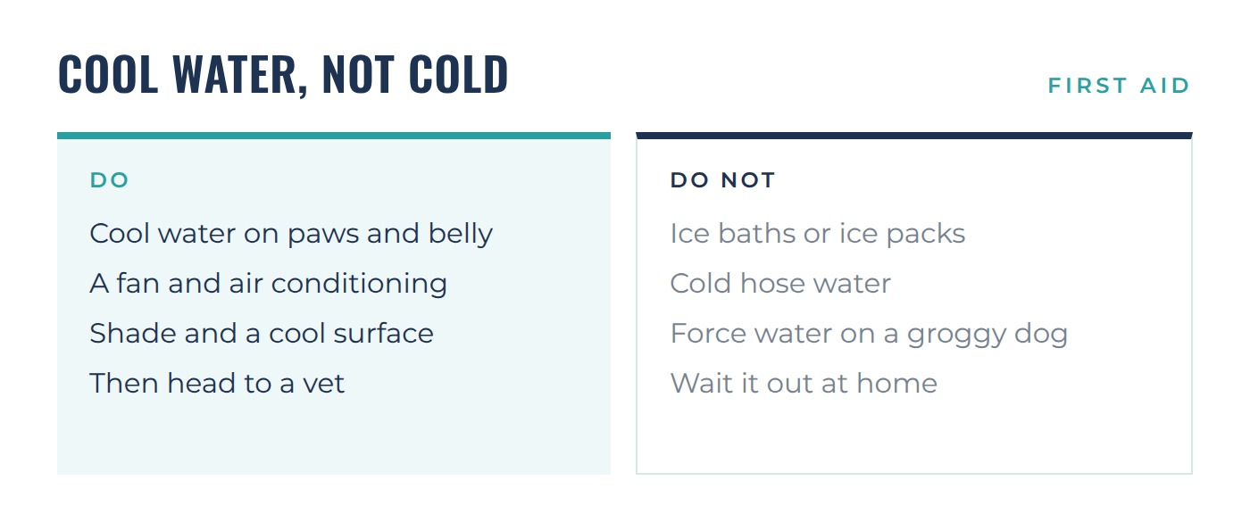 Cool water, not cold. Do use cool water on paws and belly, a fan, shade, then head to a vet. Do not use ice baths, cold hose water, or wait at home.