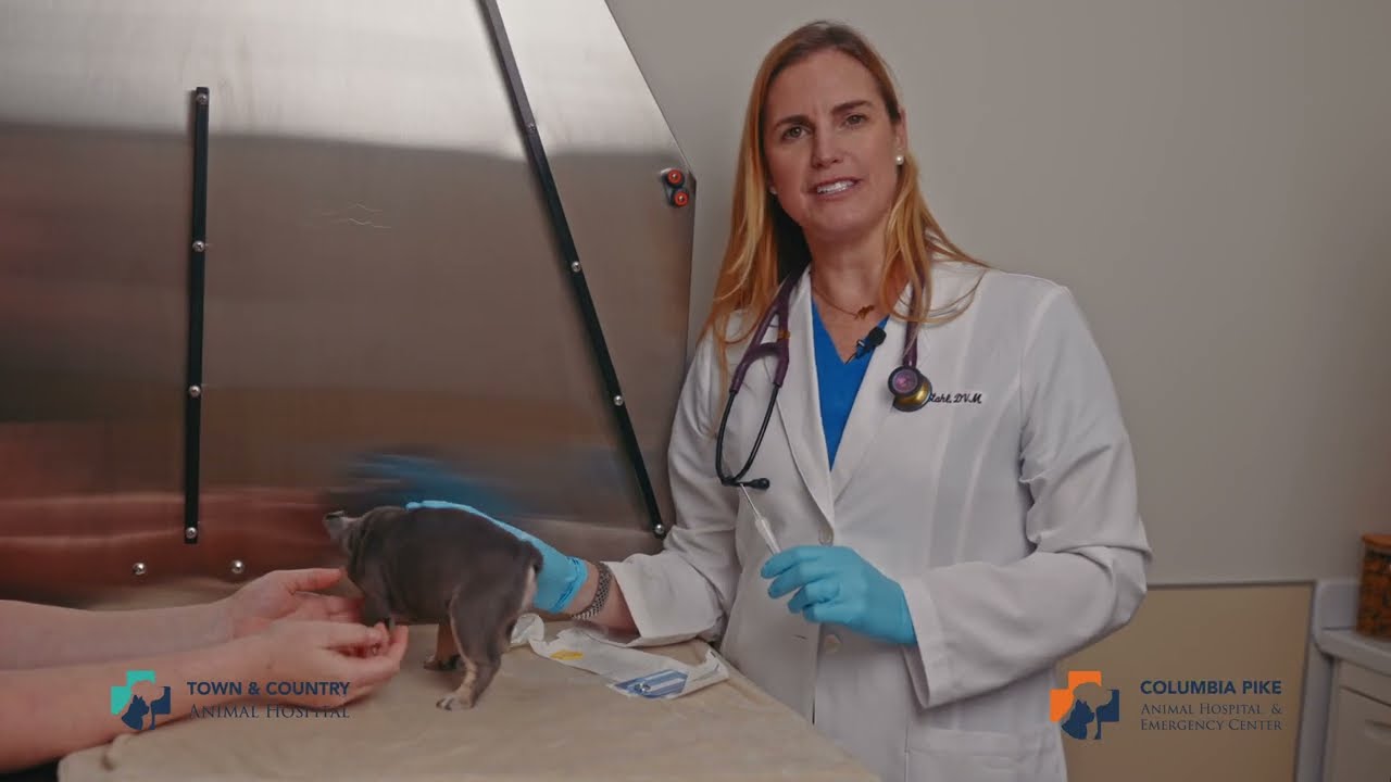 Dr. Stahl gently places a microchip in Evie at the exam table