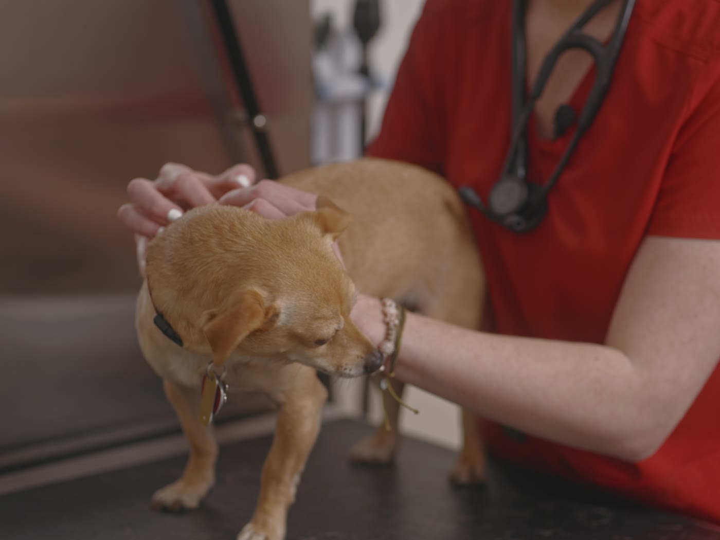 Hands parting a dog’s fur between the shoulder blades to reach the skin