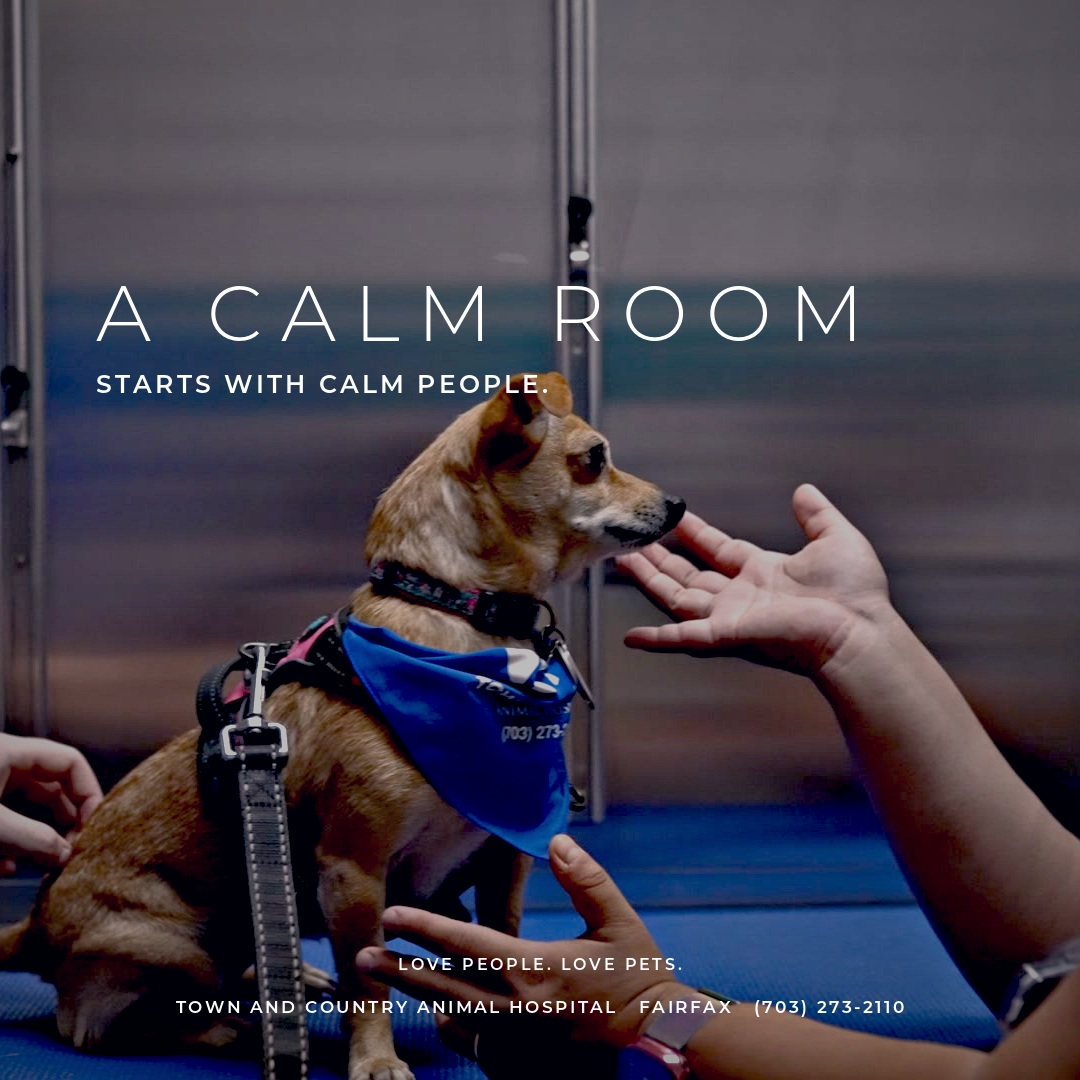 A calm room starts with calm people. Town and Country Animal Hospital, Fairfax