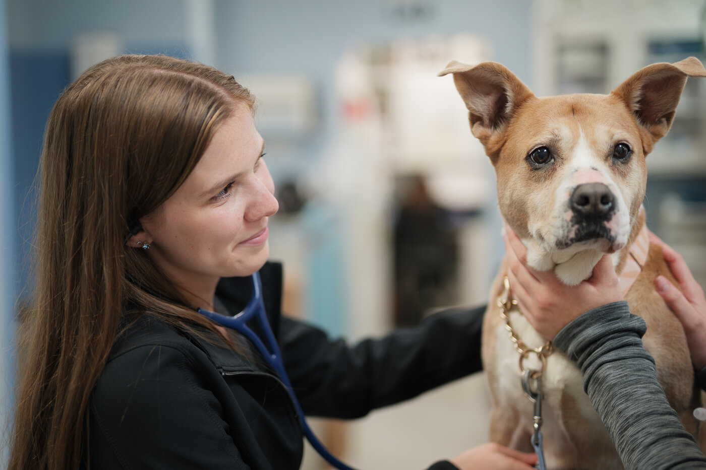 A Town and Country technician listening to a dog's heartbeat during a Fear Free Appointment