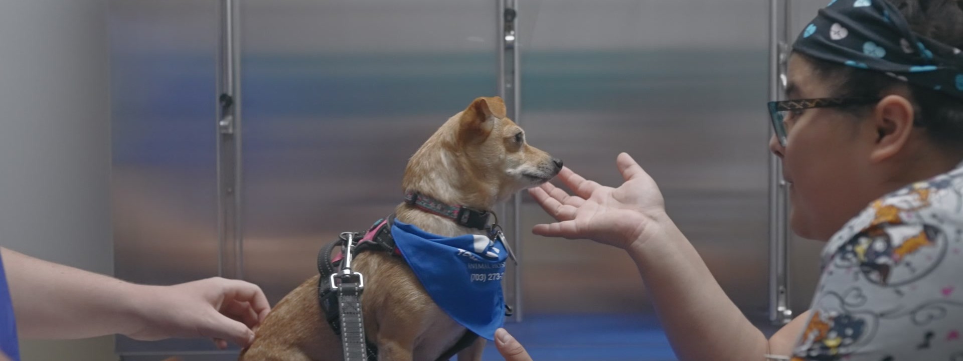 A Town and Country technician calmly offering a treat to a small dog