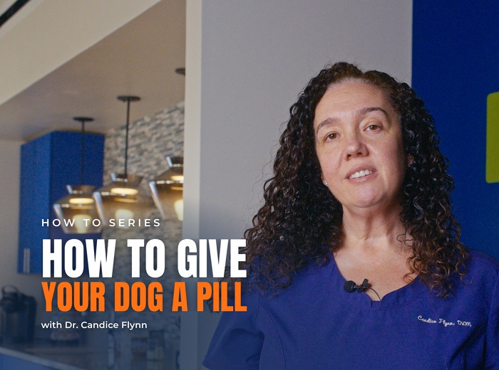 How to Give Your Dog a Pill, According to Our Sister Hospital's Vet