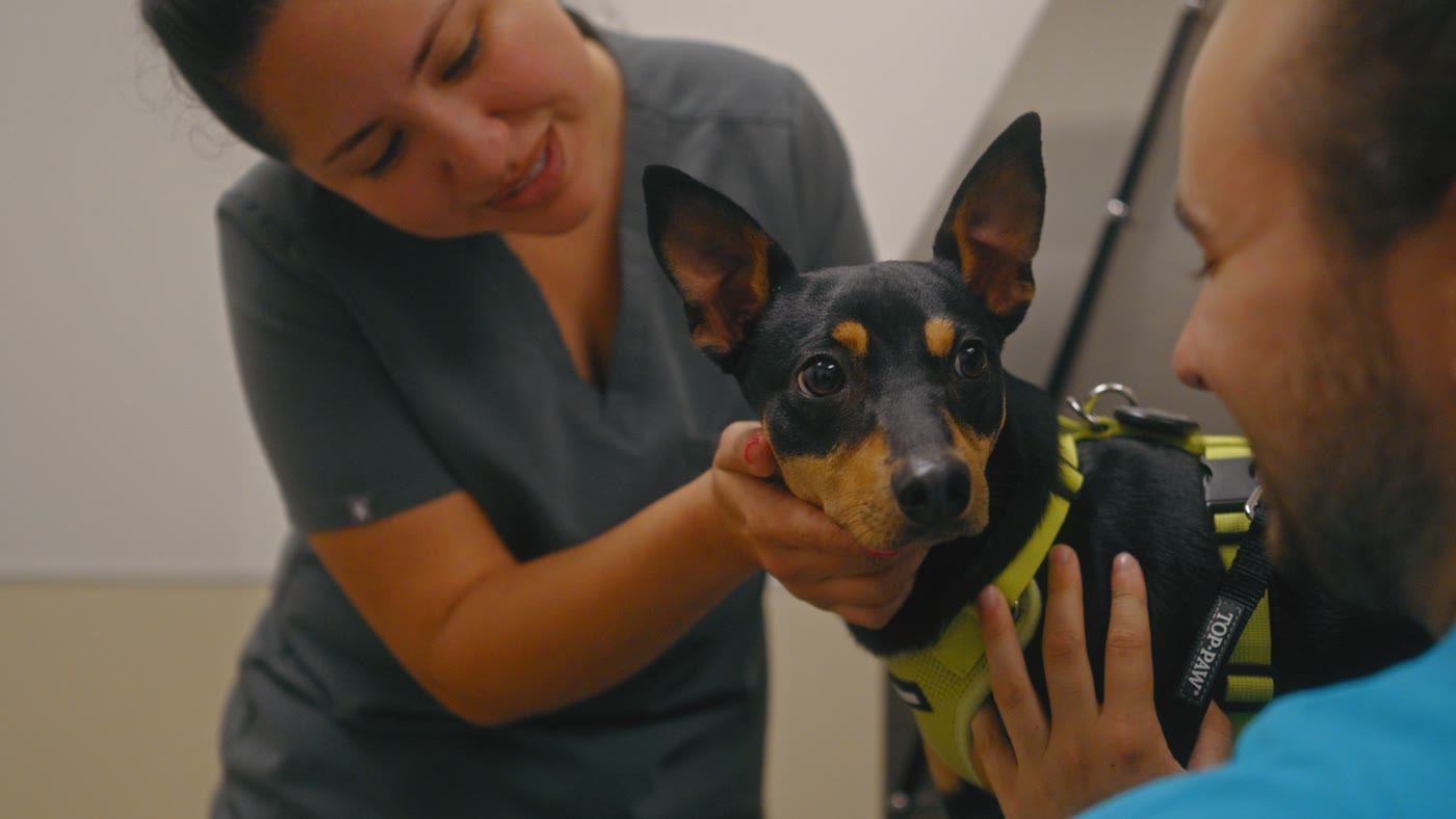 Two Town and Country team members handling a small dog calmly during a Fear Free Appointment