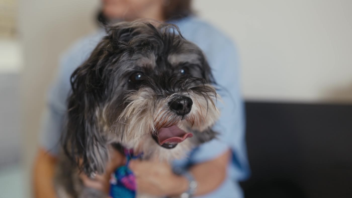 Behavior Changes in Senior Dogs: What They Mean and What to Do