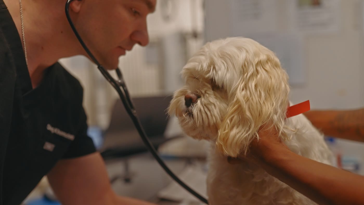 A Town and Country veterinarian listening to an older dog during a Fear Free Appointment