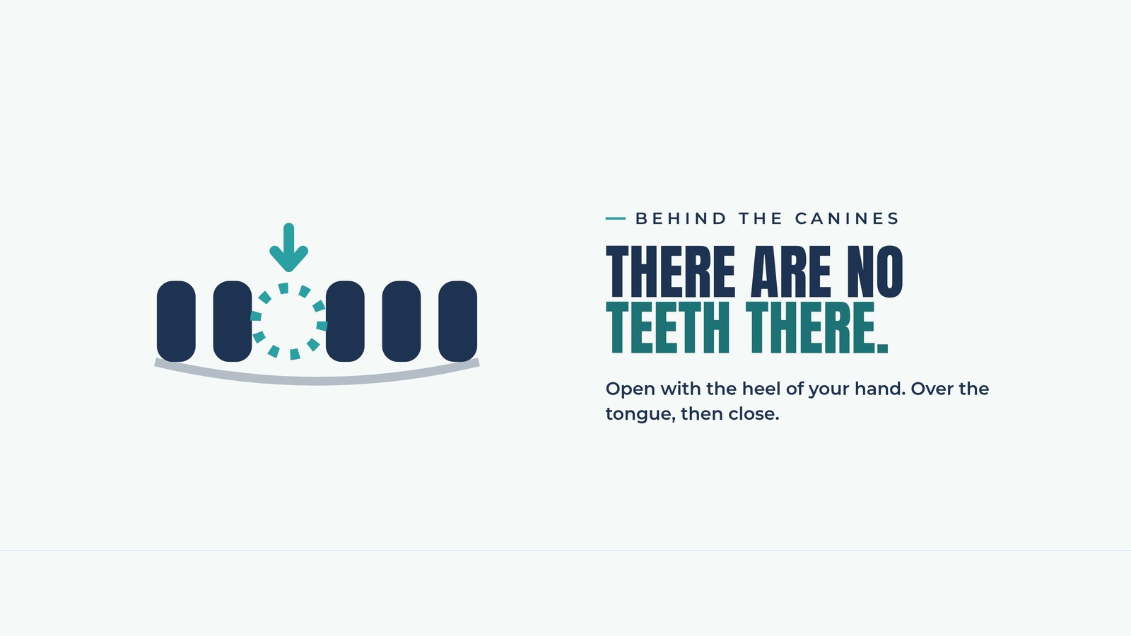 Infographic showing there are no teeth behind a dog's canines, where a pill should be placed