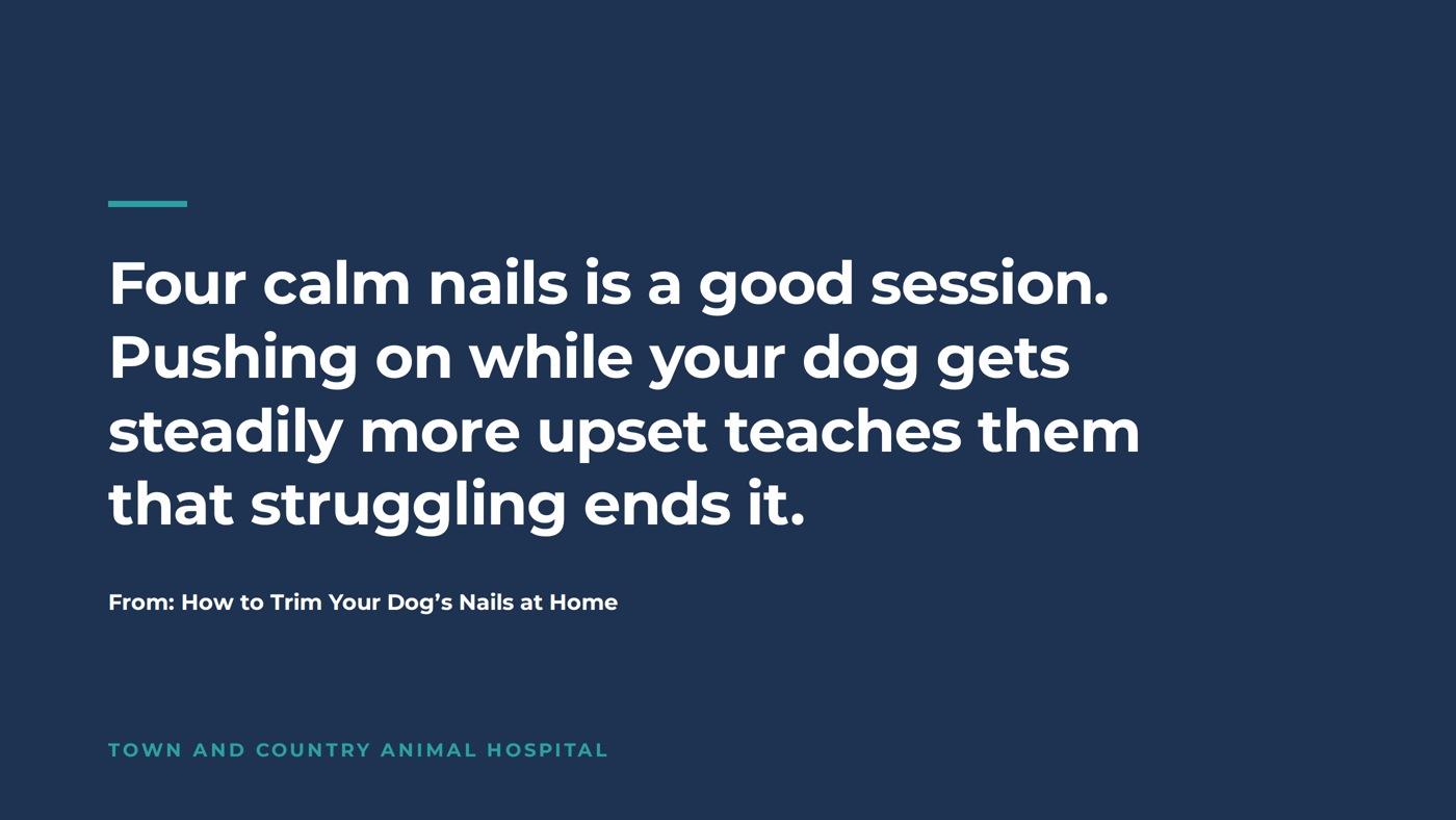 Pull quote: four calm nails is a good session, pushing on while your dog gets steadily more upset teaches them that struggling ends it