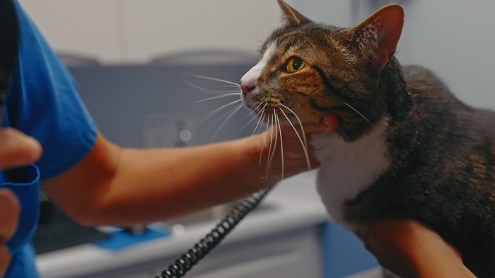Veterinary technician gently steadying a tabby cat on the exam table with a carrier in the background