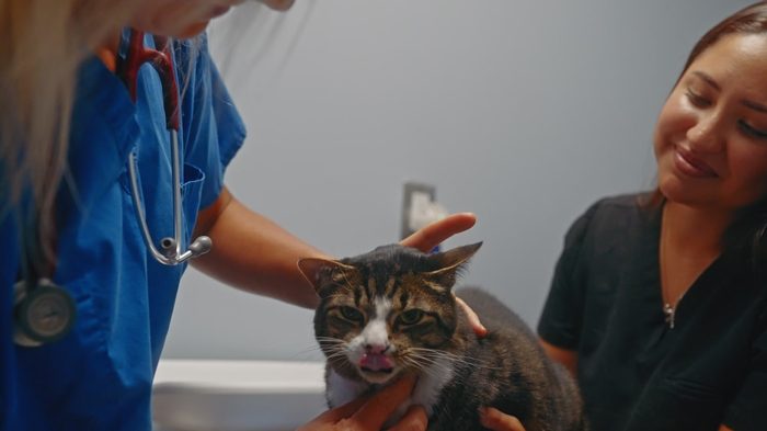 Veterinary technician and a cat owner smiling with a tabby cat during an exam