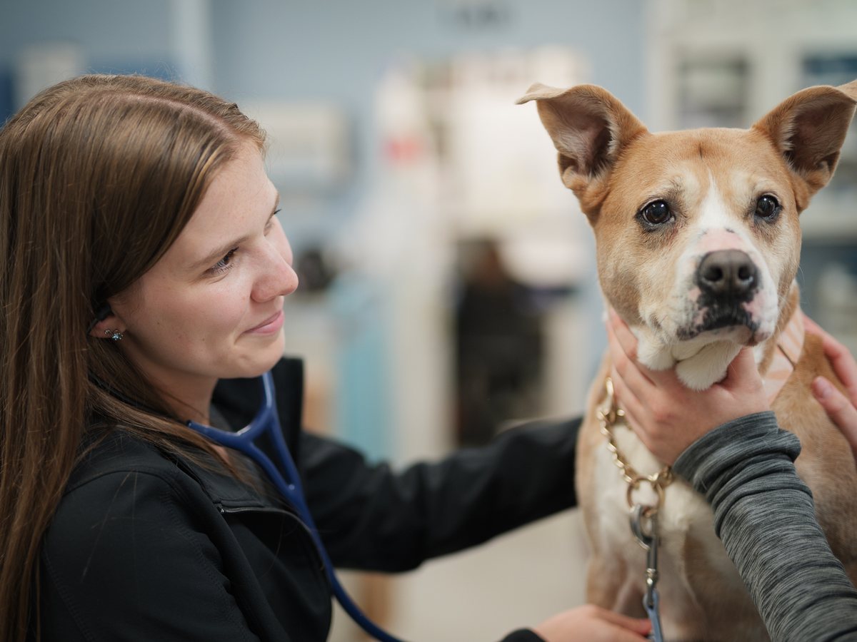 Veterinary technician gently holding a calm dog during a Fear Free Appointment at Town and Country Animal Hospital