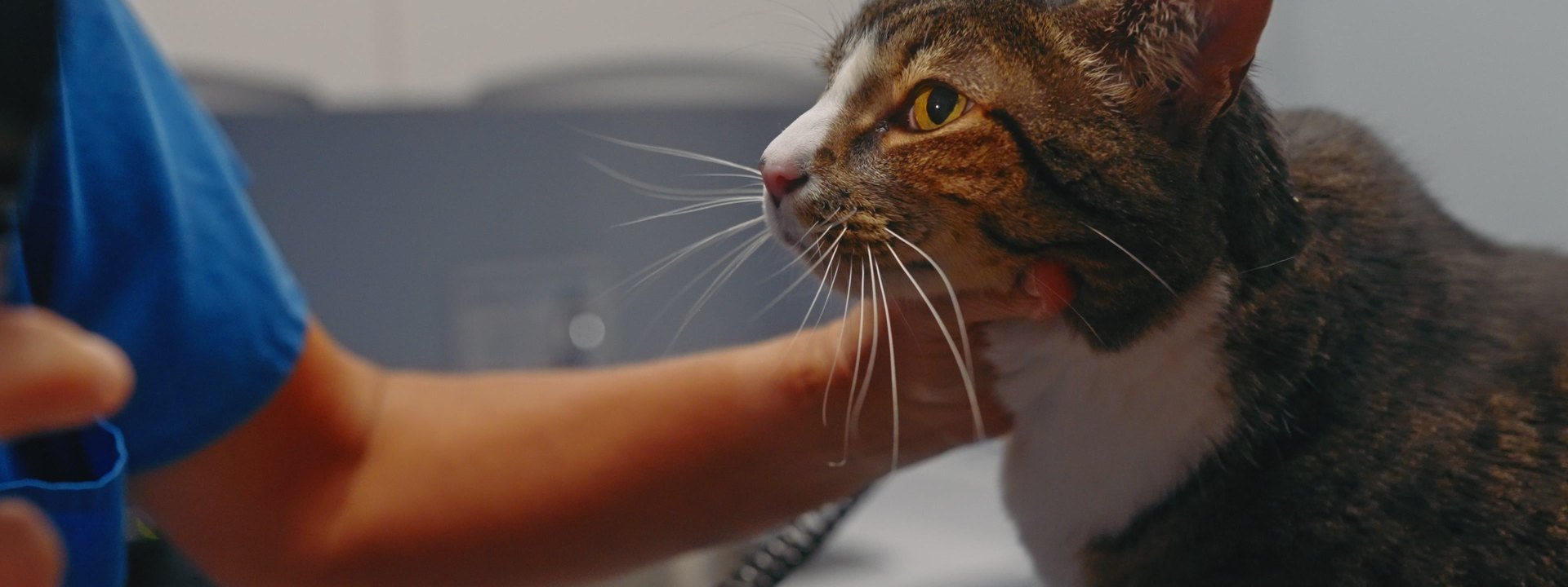 Tabby cat on the exam table being gently greeted by a veterinary technician