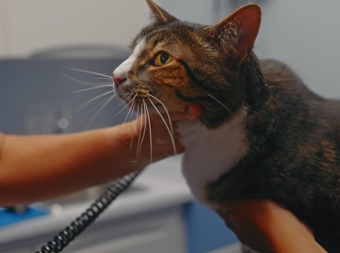 How to Get a Cat Into a Carrier Without a Fight