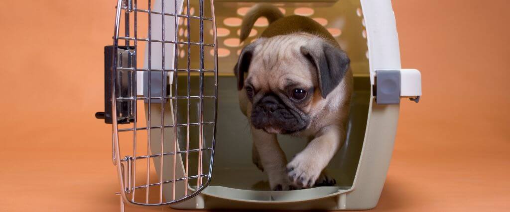 Benefits of Crate Training Your Dog 