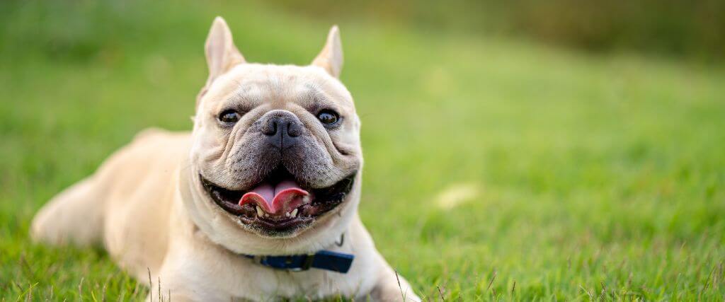 Common French Bulldog Health Issues Every Owner Should Know About