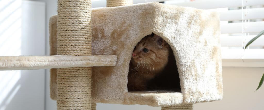 Creating a Calm Space for Anxious Pets
