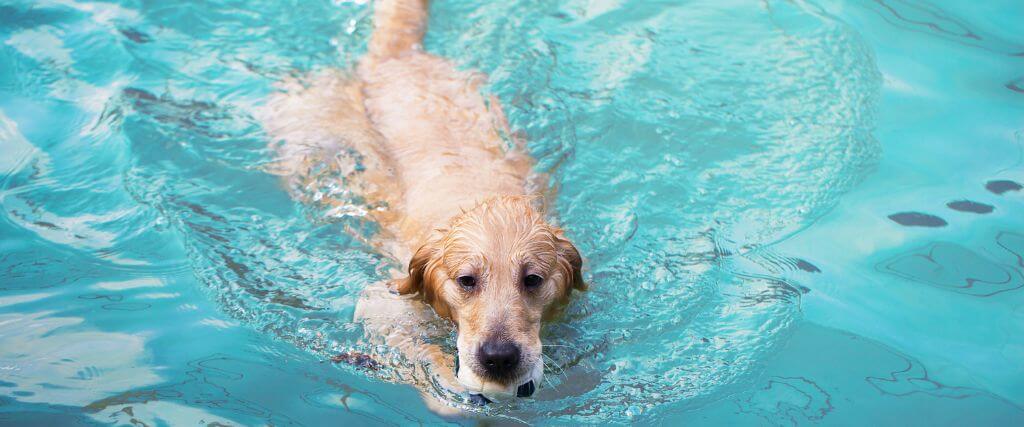 Dog swimming in pool, potential for dog tail sprain or swimmer's tail