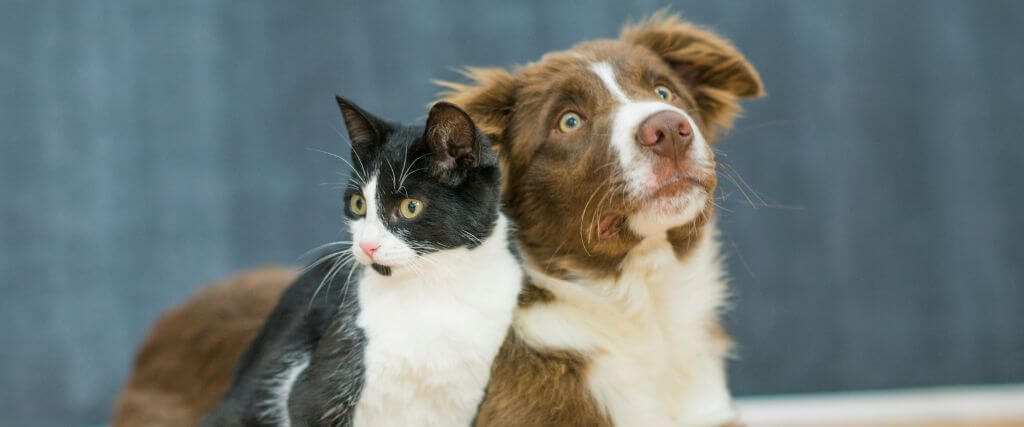 Do Dogs and Cats Need Probiotics? What Pet Owners Should Know