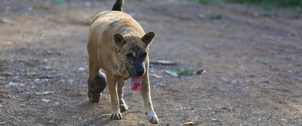 Cellulitis in Dogs: Understanding What It Is and How Your Vet Can Treat It