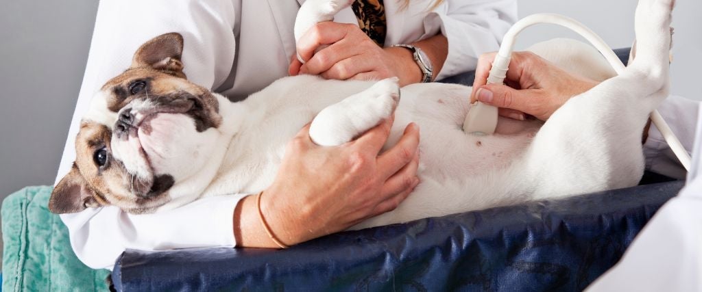 Frenchie having an ultrasound.