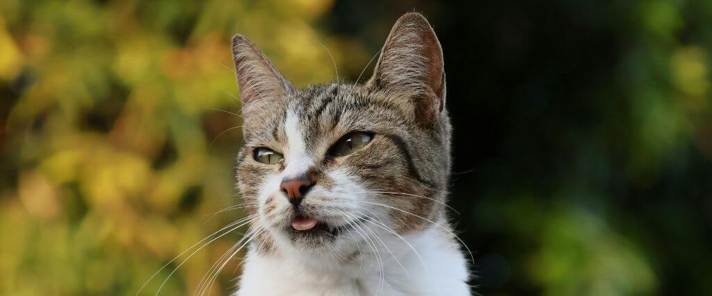 Closeup of a cat with its tongue sticking out