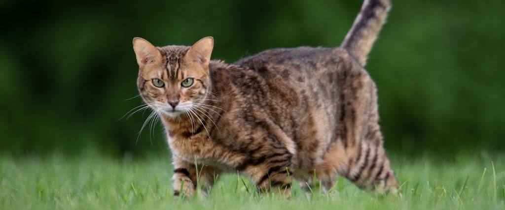 Cat walking outside in the grass, vulnerable to high temperatures