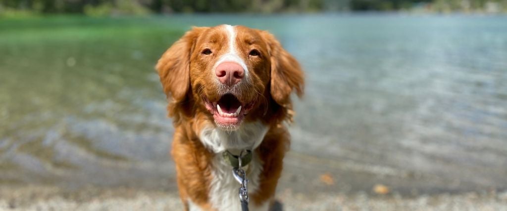 Dog standing in front of body of water
