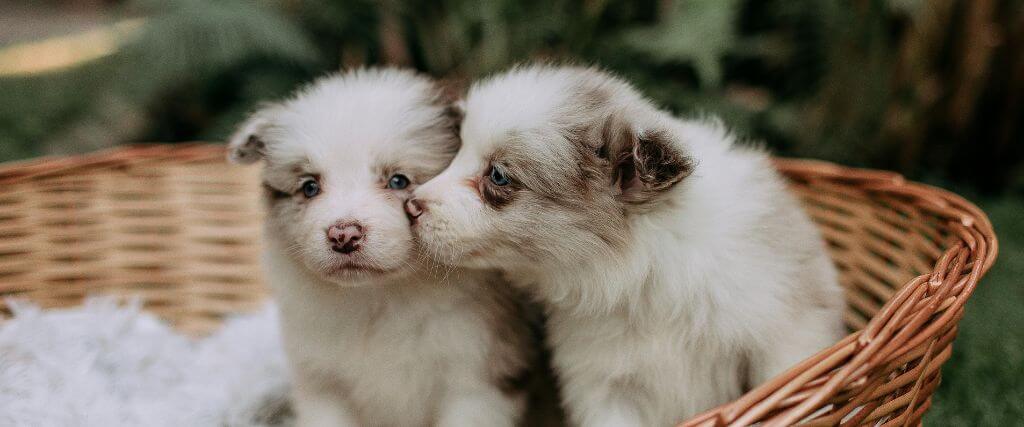 Meeting Important Milestones With Your Puppy or Kitten 