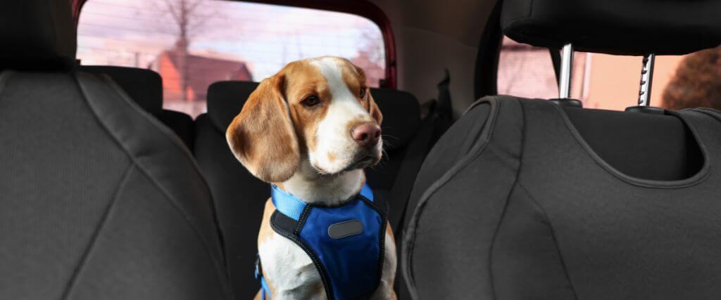 Pet Car Accident Injuries That Aren't Obvious at First 