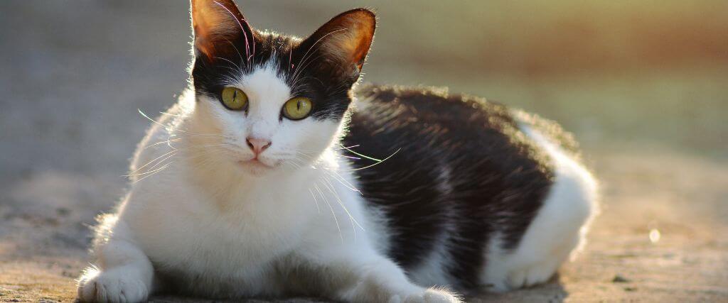Pyometra in Cats: Signs of a Uterine Infection Owners May Miss