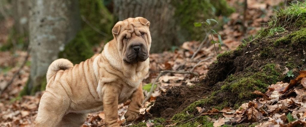 Shar pei dog standing outside in woods