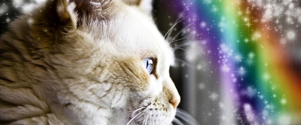 Rainbow Bridge Remembrance Day