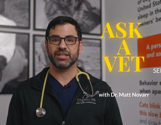Introducing Our New Ask A Vet Series!