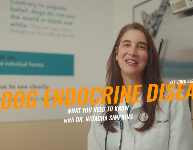 Understanding Endocrine Diseases in Dogs