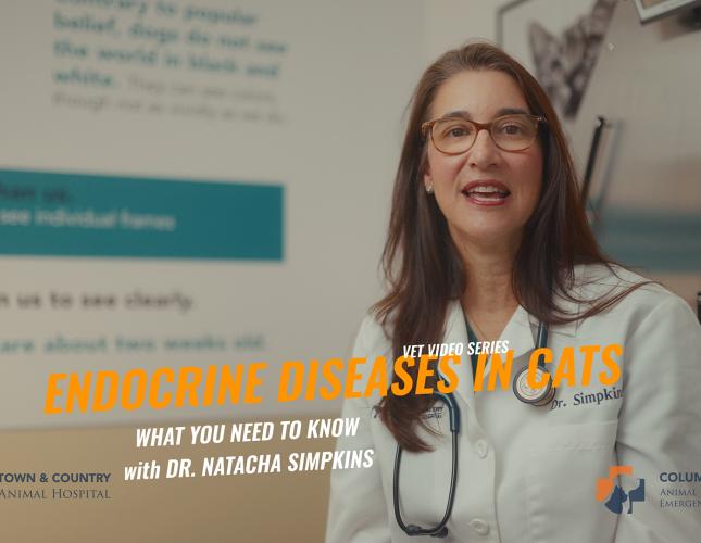 Understanding Endocrine Diseases in Cats: Hyperthyroidism and Diabetes
