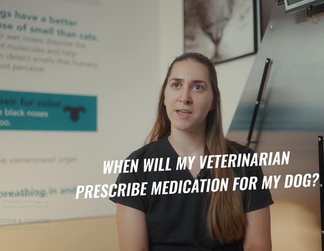 Dog Medications: What Every Pet Parent Should Know