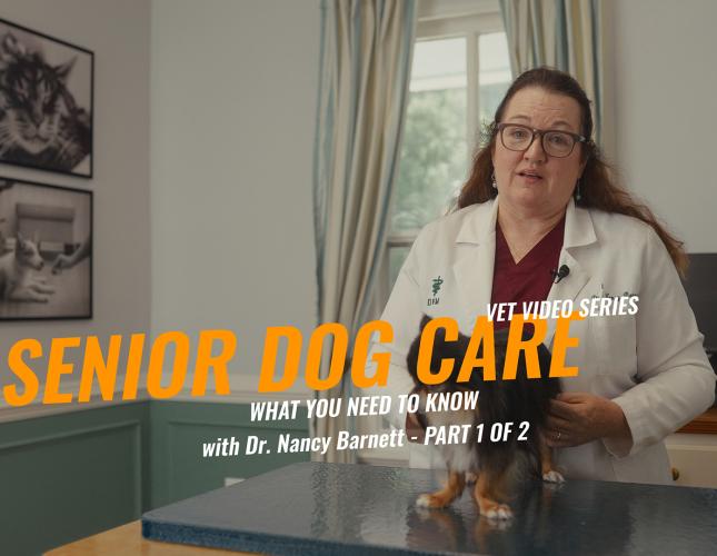 Senior Dog Care: Part 1 with Dr. Nancy Barnett