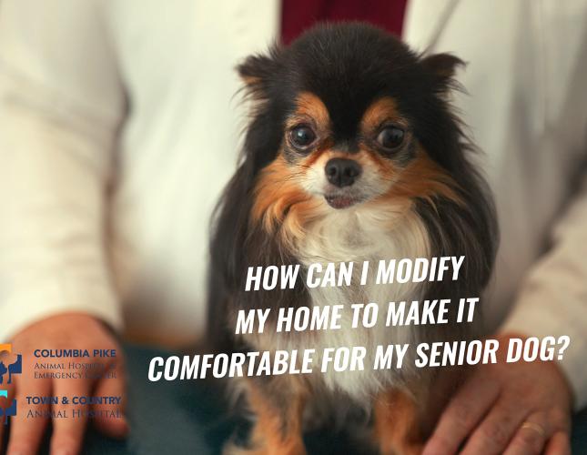 Senior Dog Care: Part 2 with Dr. Nancy Barnett